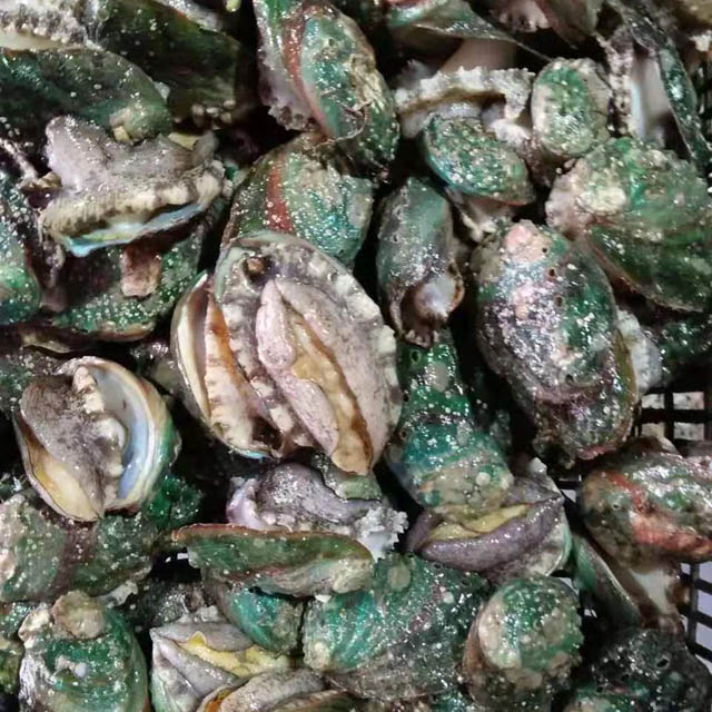 Abalone Meat IQF Size 10/12/16/20/22/28pcs Per Kg Cleaned Gutted