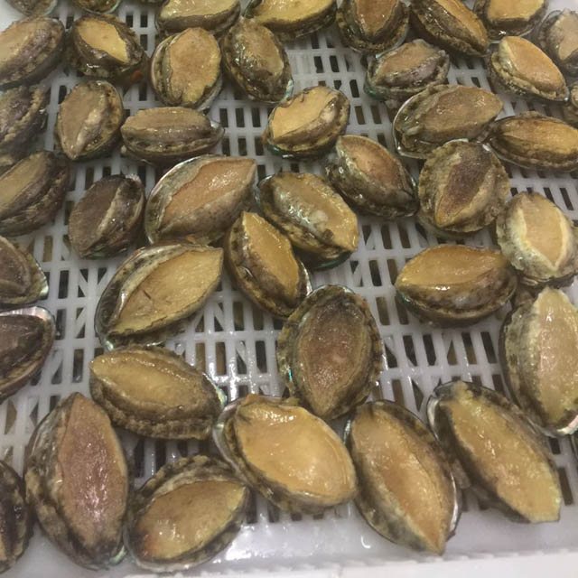 Abalone Meat IQF Size 10/12/16/20/22/28pcs Per Kg Cleaned Gutted